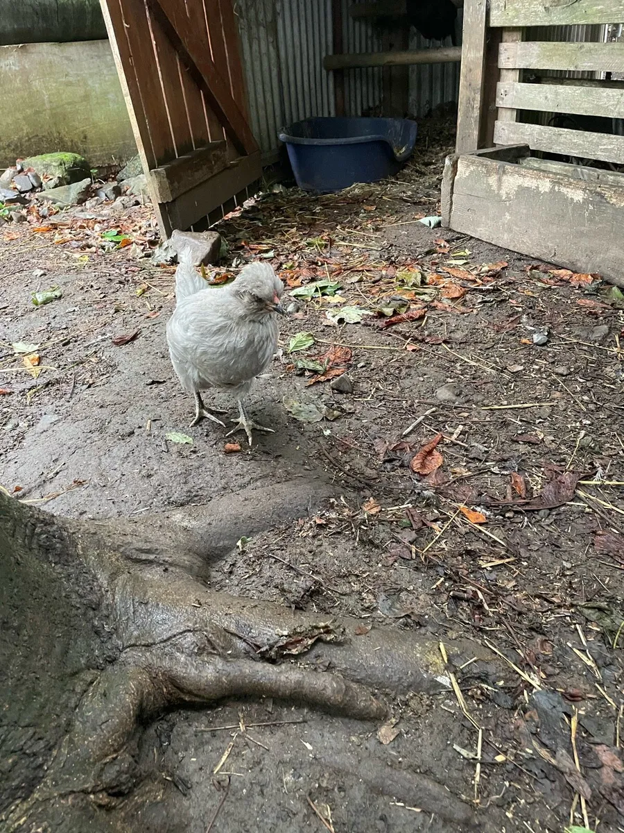 Araucana hens and rooster - Image 2