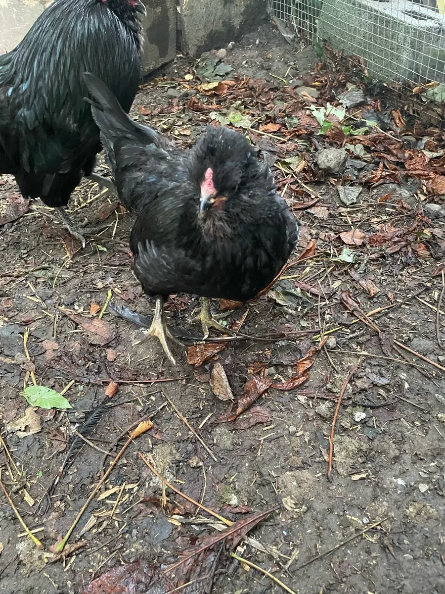 Araucana hens and rooster - Image 3