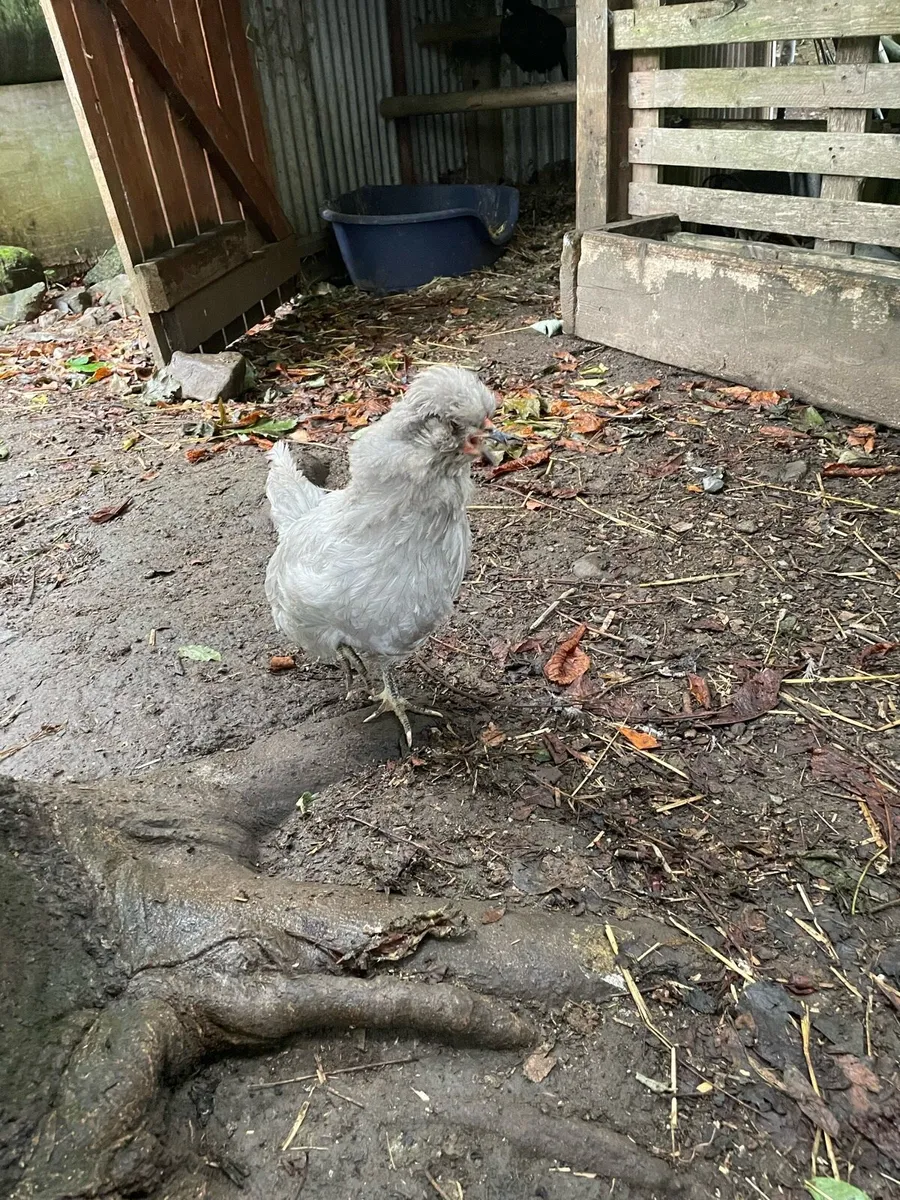 Araucana hens and rooster - Image 4