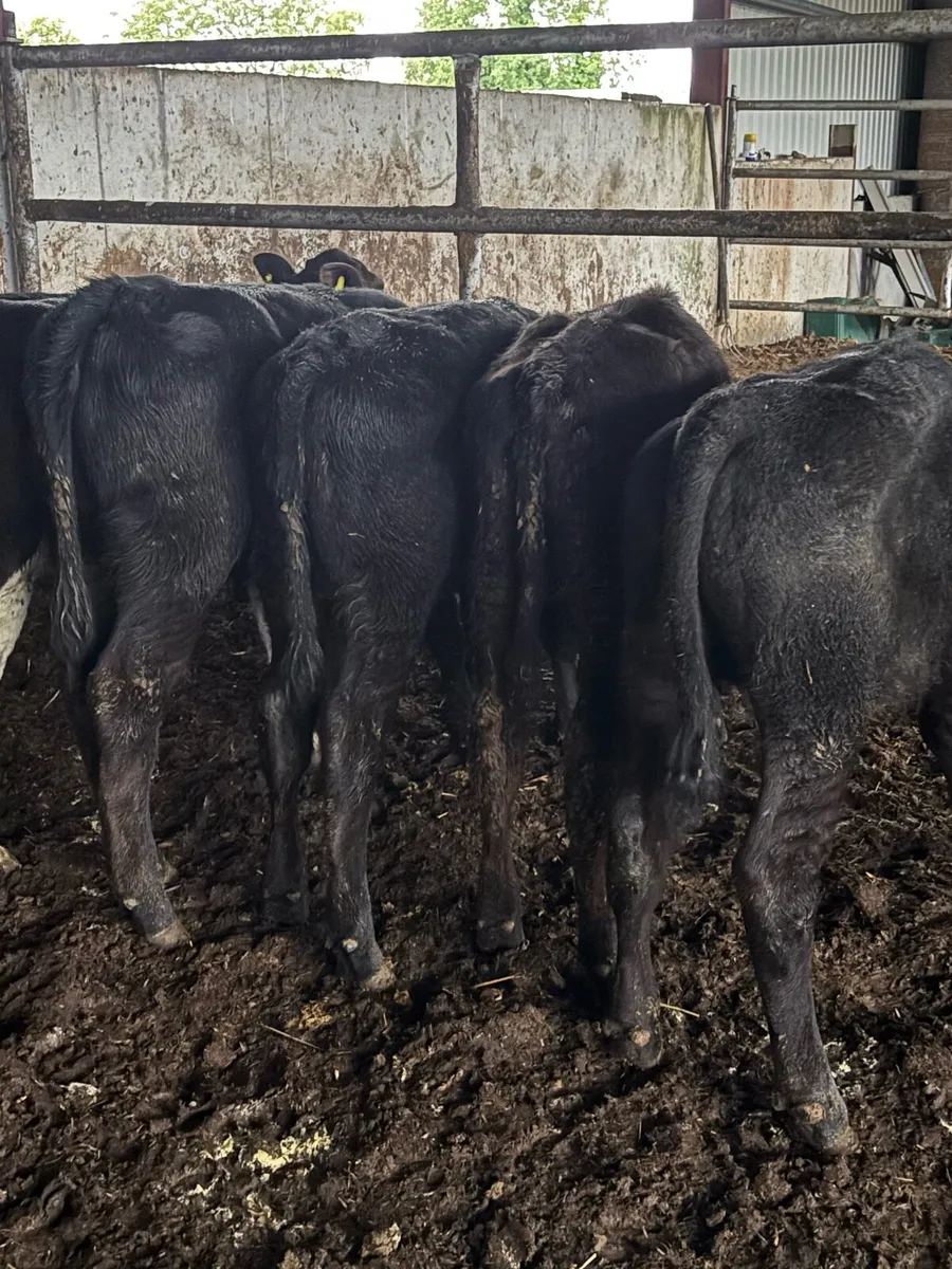 🔥🔥7 Weanlings🔥🔥 - Image 2