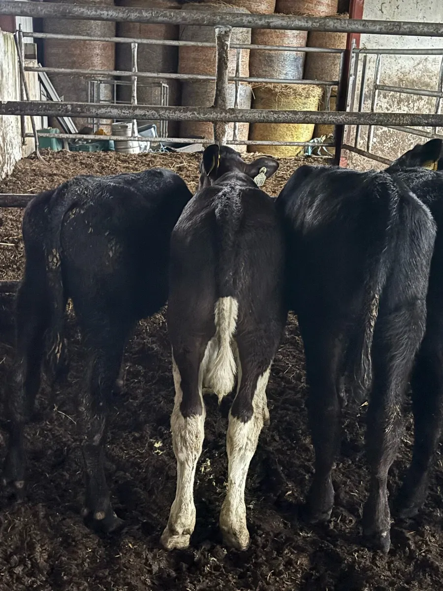 🔥🔥7 Weanlings🔥🔥 - Image 3