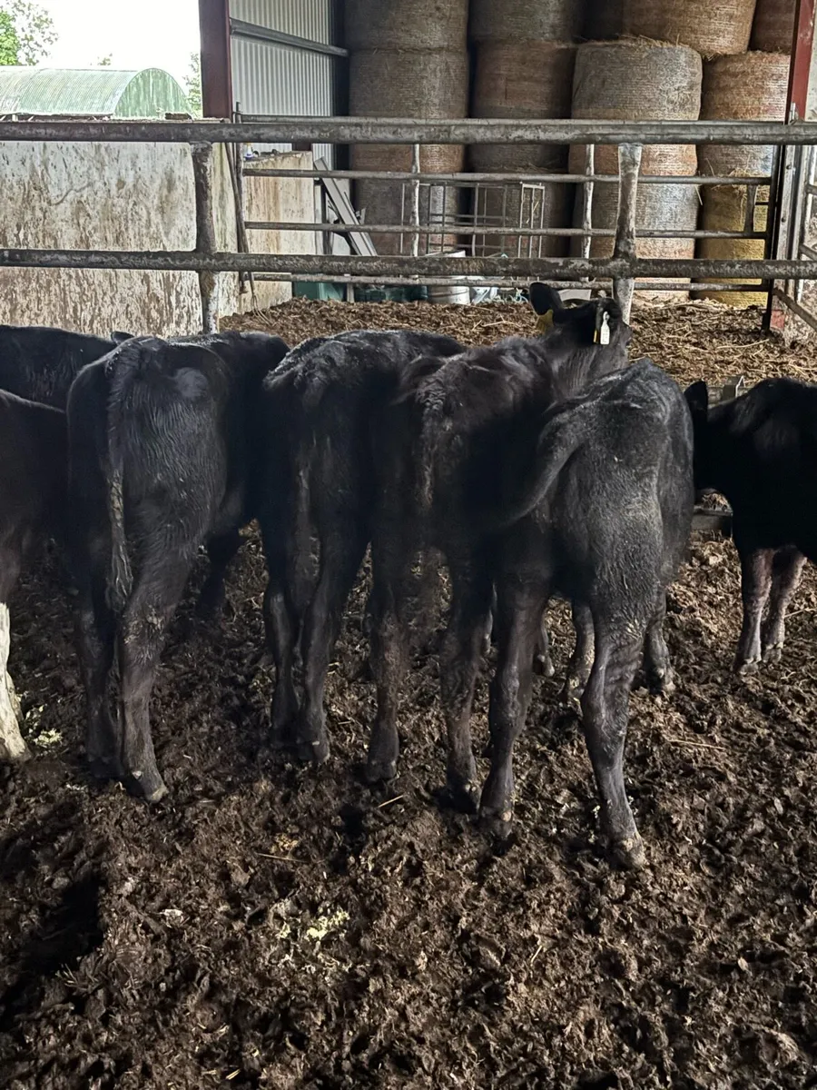 🔥🔥7 Weanlings🔥🔥 - Image 4