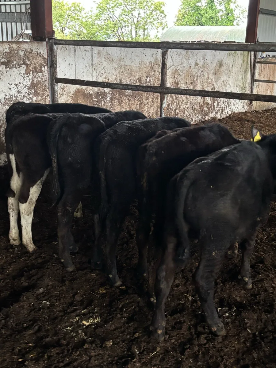 🔥🔥7 Weanlings🔥🔥 - Image 1