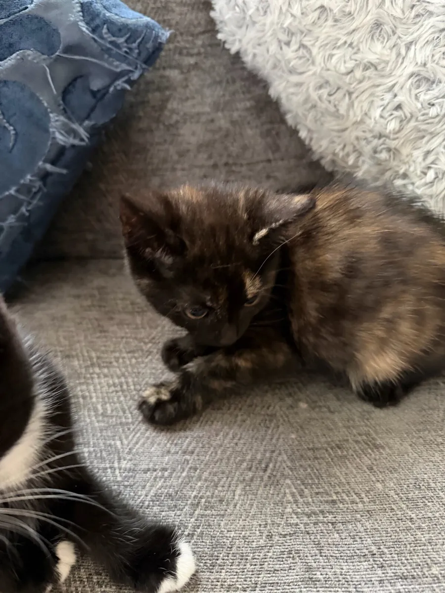 Kittens - Image 2