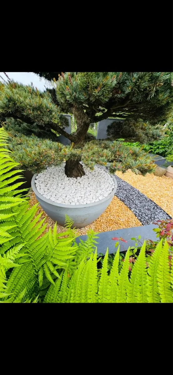 O’Neill’s Glenville Horticultural Sand-Grit - Image 2