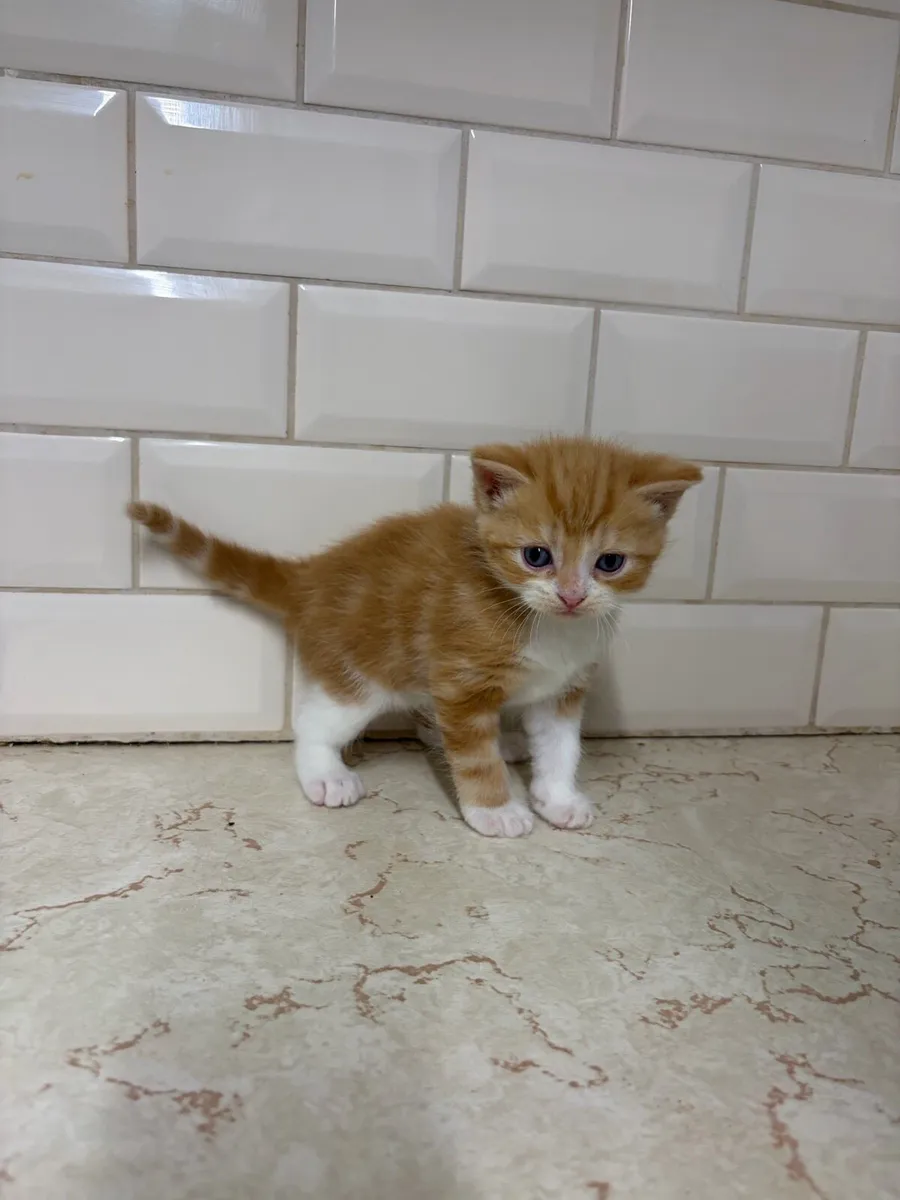 Kittens - Image 1
