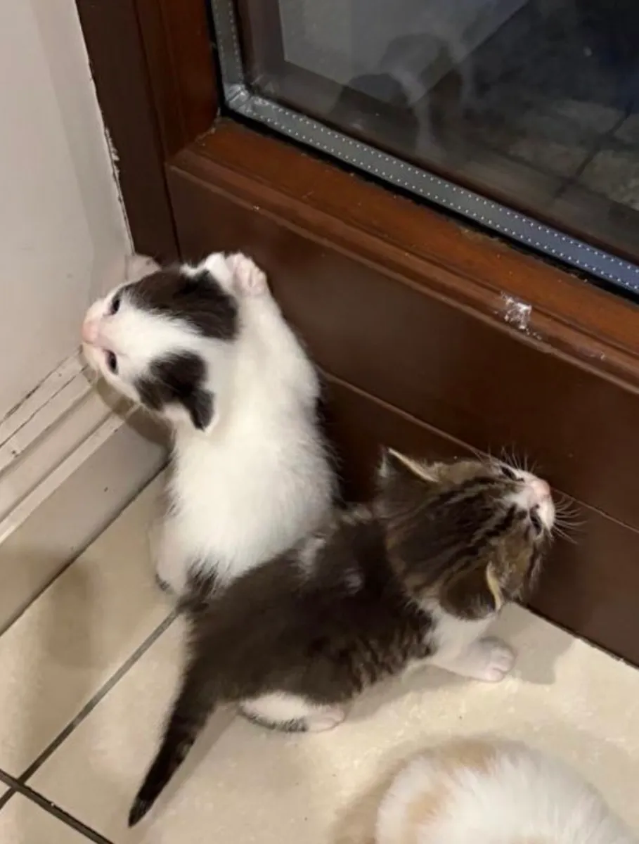 Kittens - Image 2