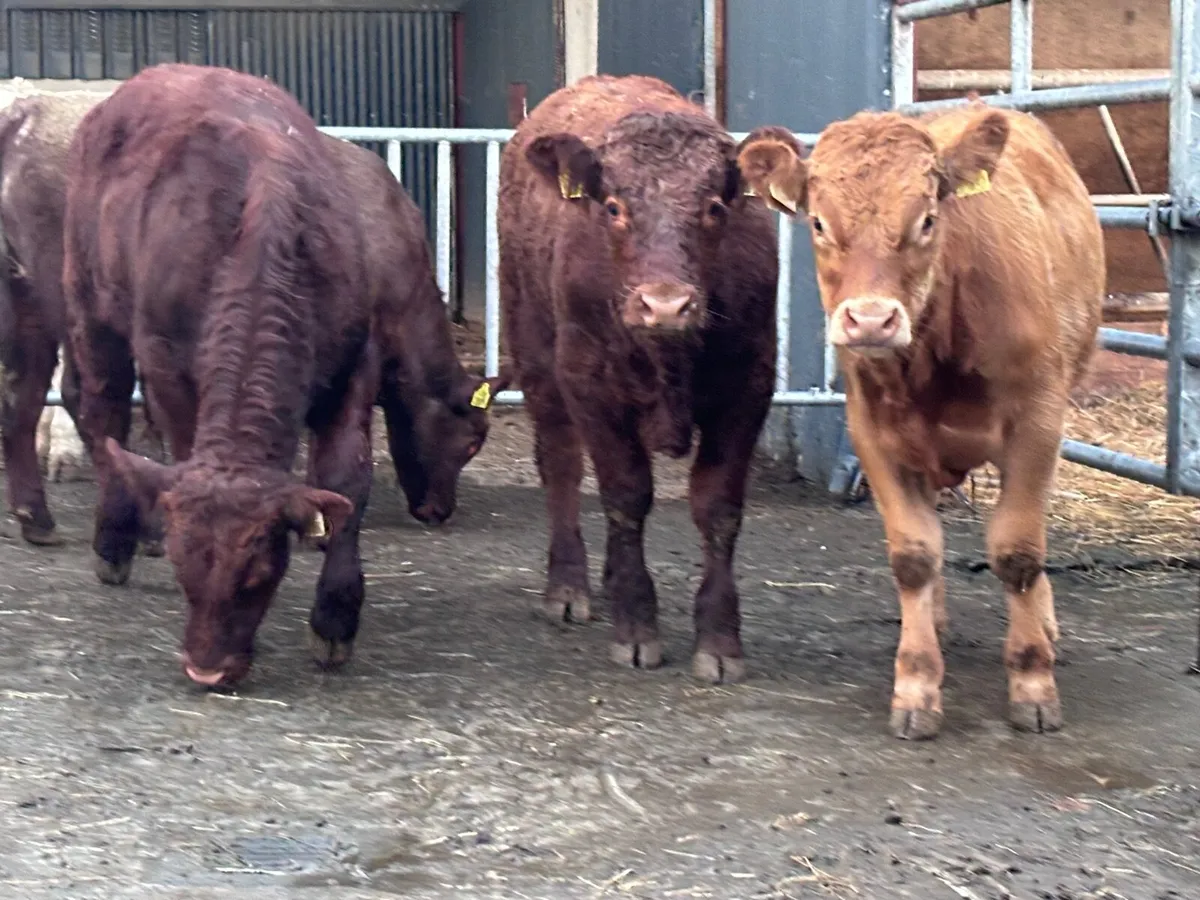 5 top quality suckler bred bull Weanlings for sale - Image 4