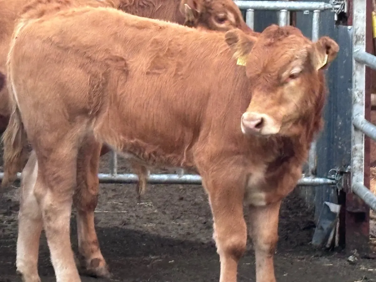5 top quality suckler bred bull Weanlings for sale - Image 2