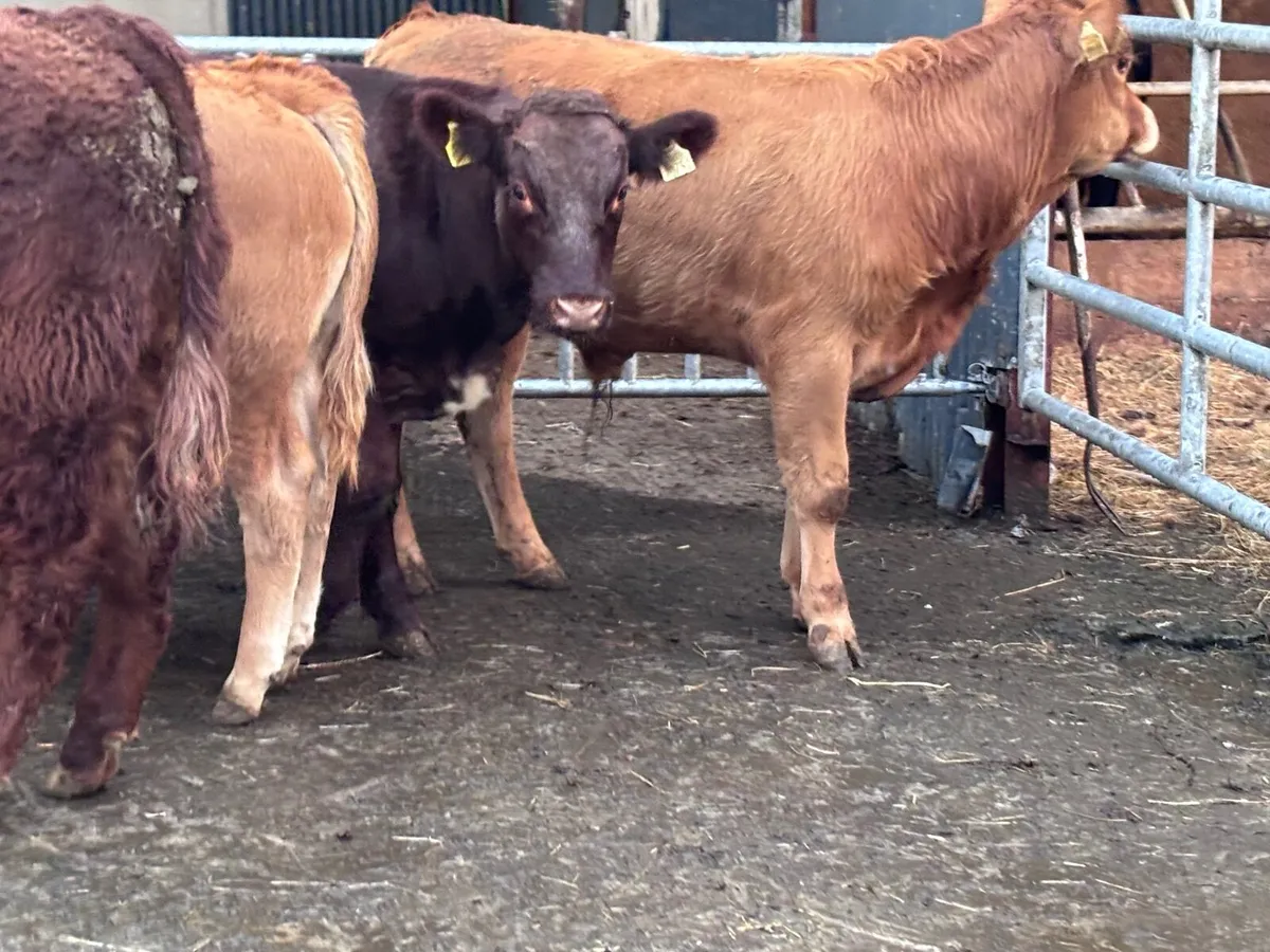 5 top quality suckler bred bull Weanlings for sale - Image 3