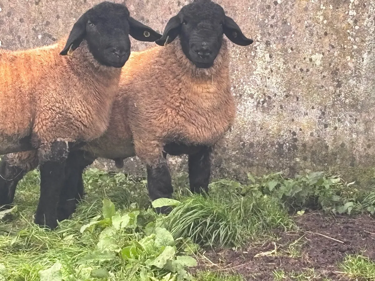 2 P.B.R SUFFOLK RAM LAMBS FOR SALE - Image 3