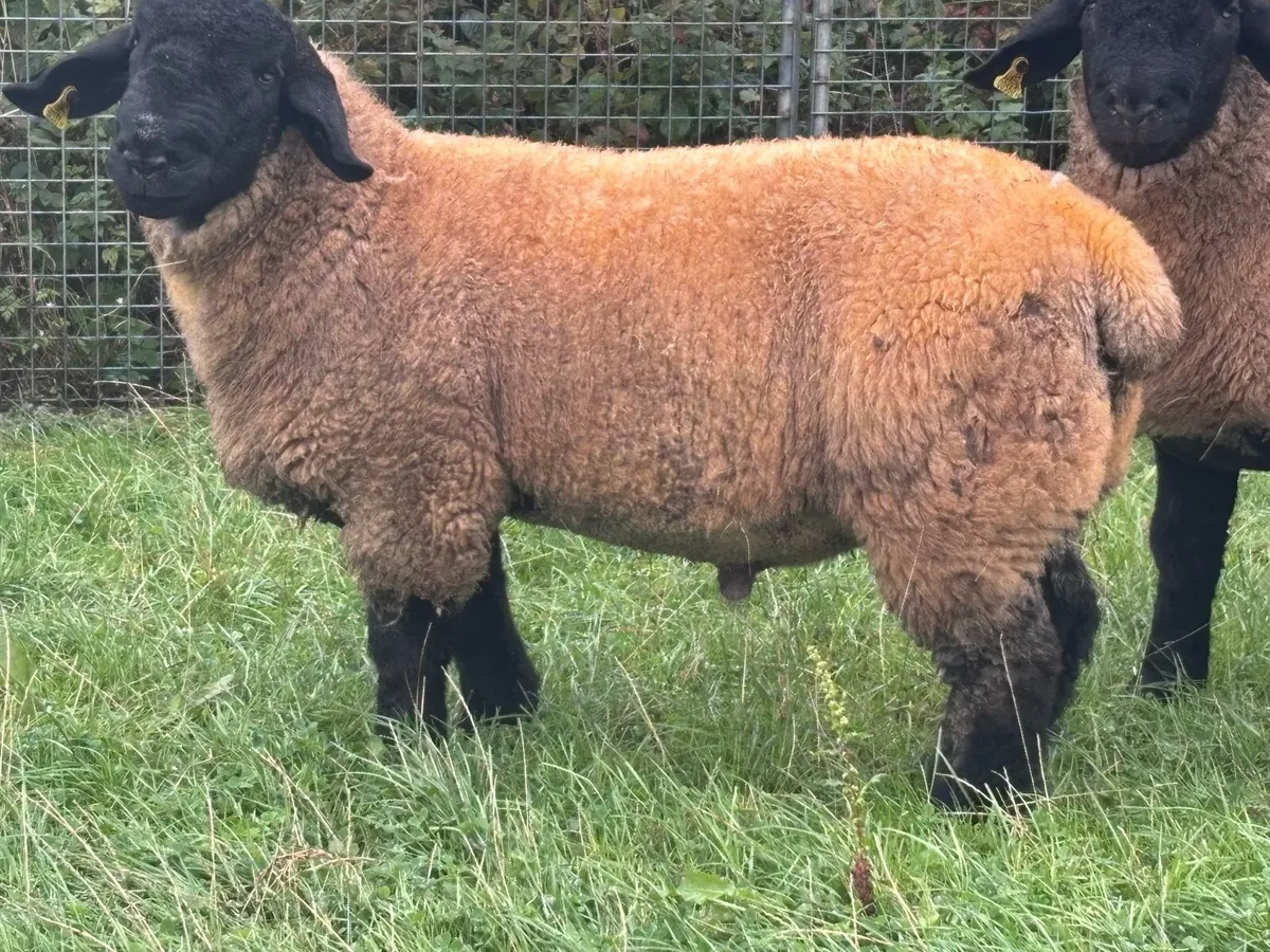 2 P.B.R SUFFOLK RAM LAMBS FOR SALE - Image 1