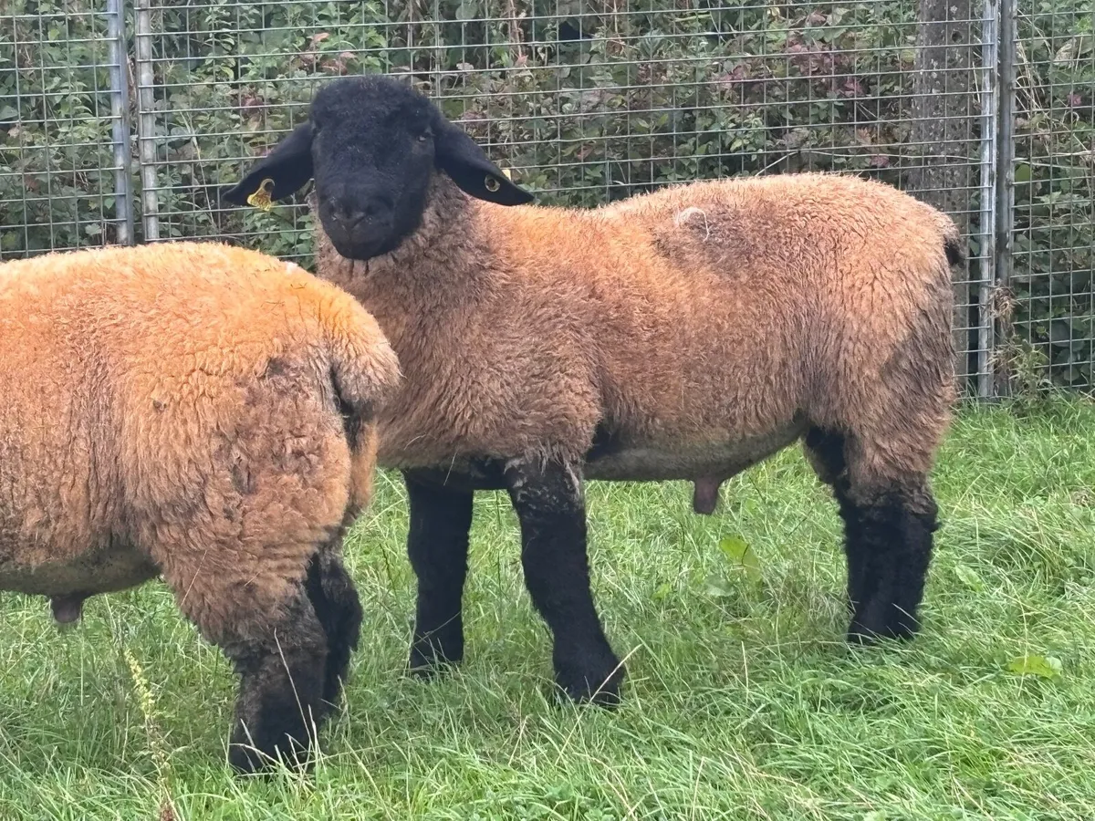 2 P.B.R SUFFOLK RAM LAMBS FOR SALE - Image 4