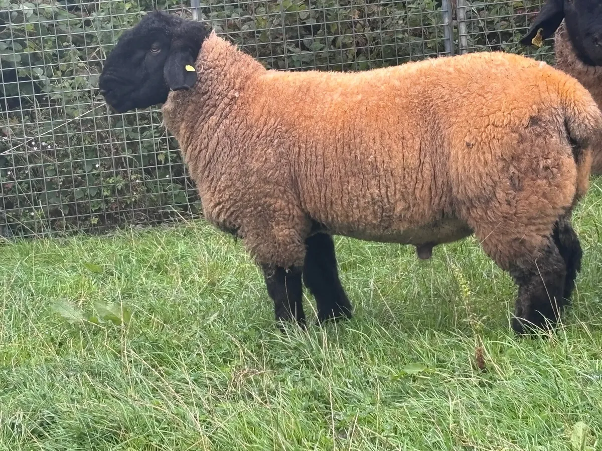 2 P.B.R SUFFOLK RAM LAMBS FOR SALE - Image 2