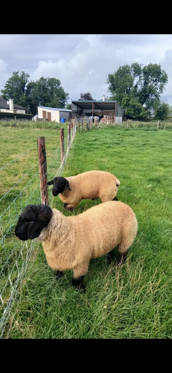 Suffolk Ram Lambs - Image 2