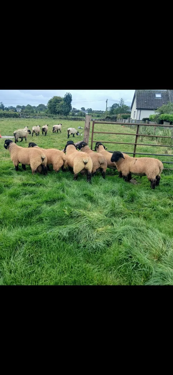 Suffolk Ram Lambs - Image 3
