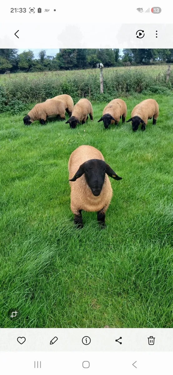 Suffolk Ram Lambs - Image 4