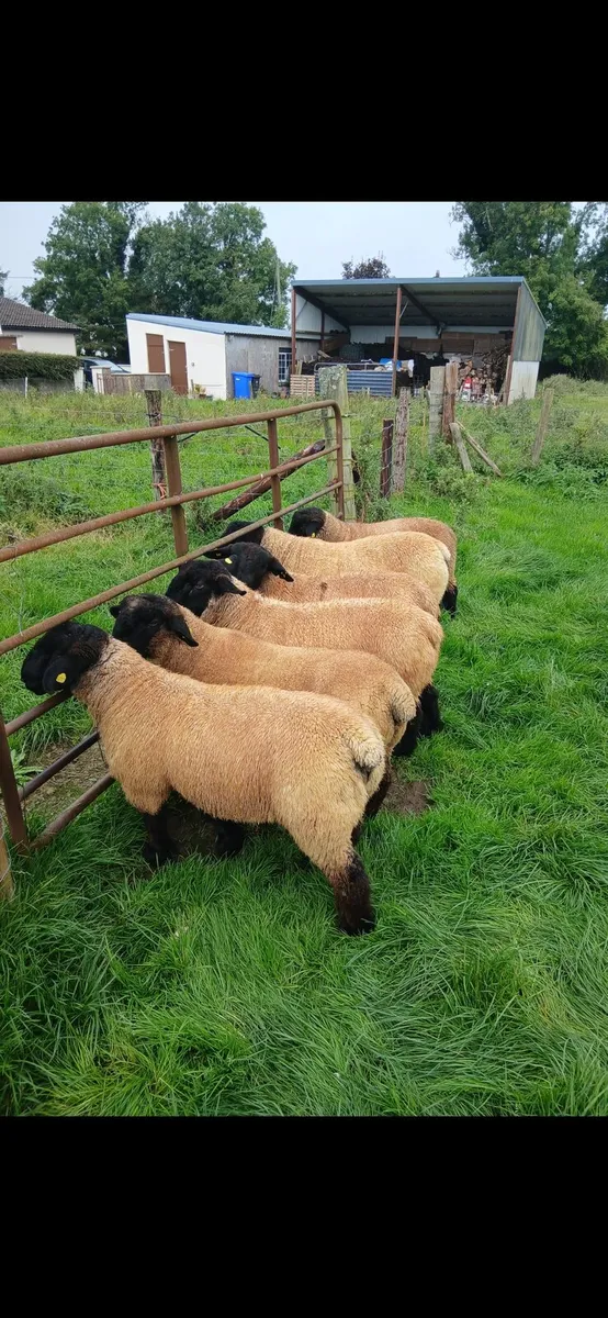 Suffolk Ram Lambs - Image 1