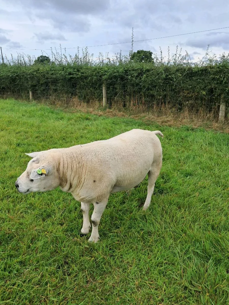 Purebreed Texel ram - Image 1