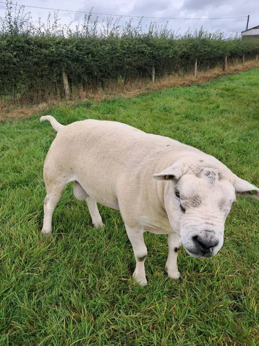 Purebreed Texel ram - Image 2