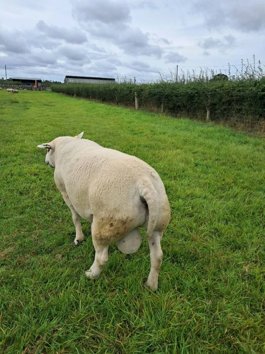 Purebreed Texel ram - Image 3