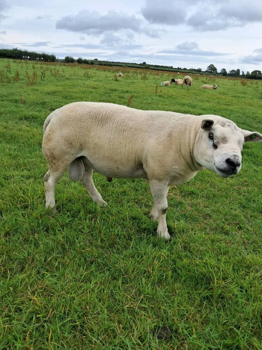 Purebreed Texel ram - Image 4