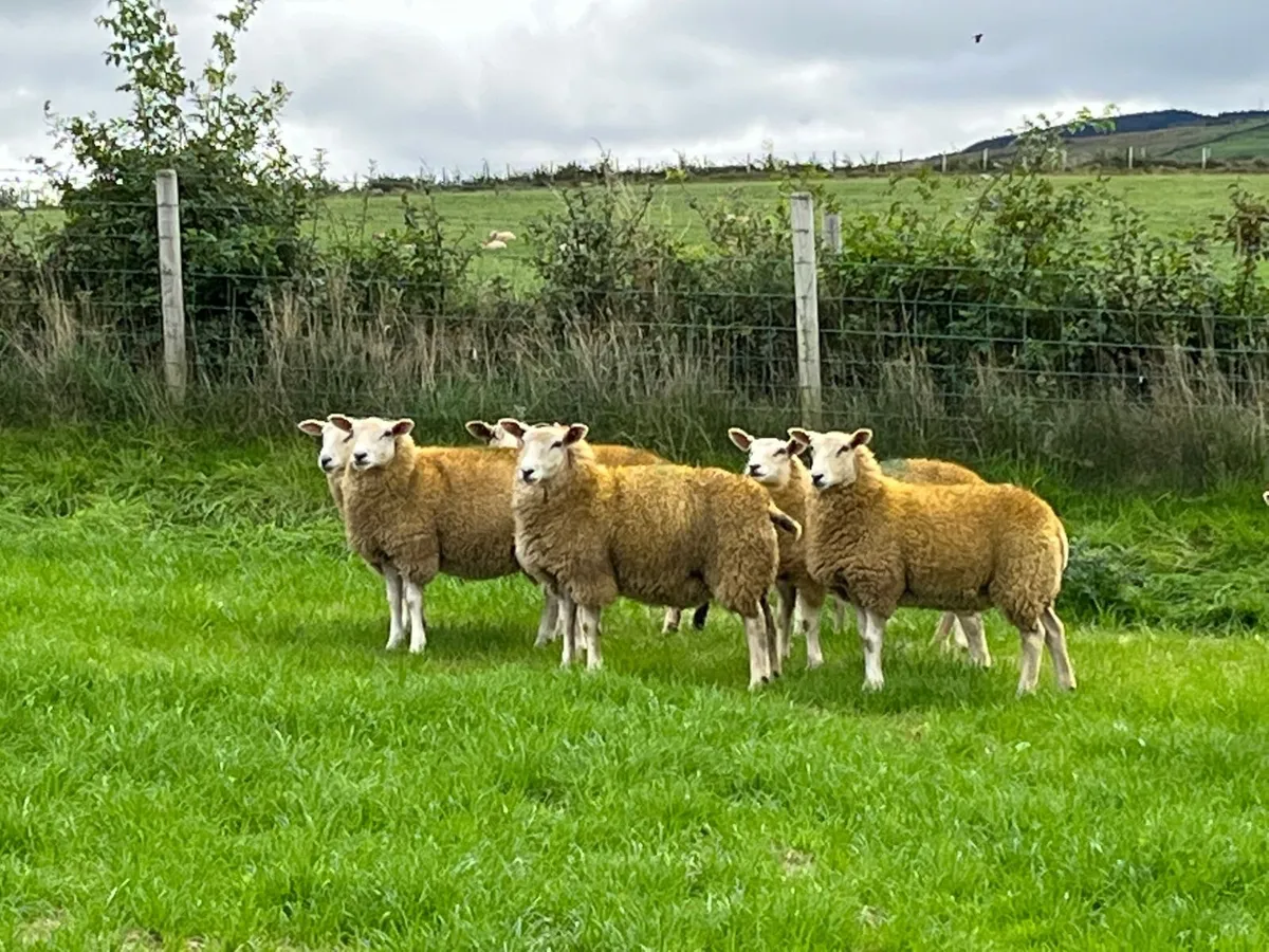 Belclare ewe lambs - Image 1