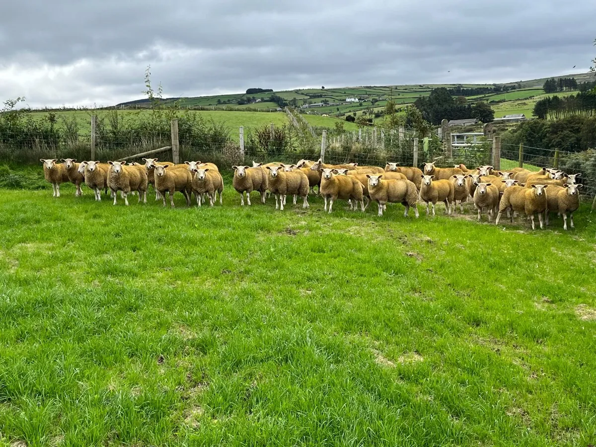 Belclare ewe lambs - Image 2