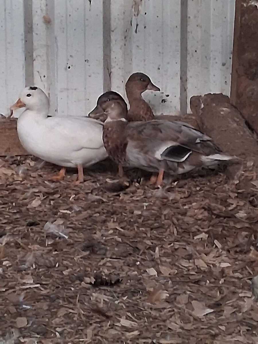 Call ducks - Image 1