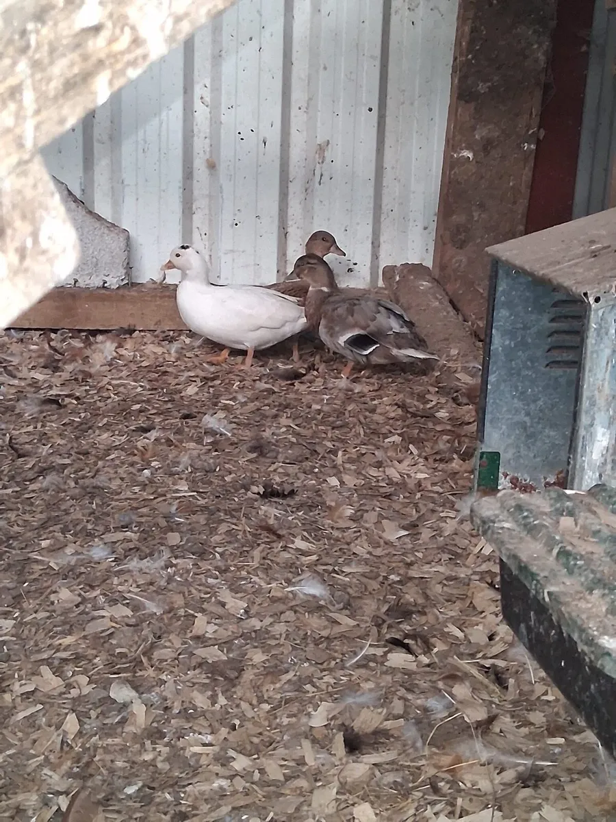 Call ducks - Image 2