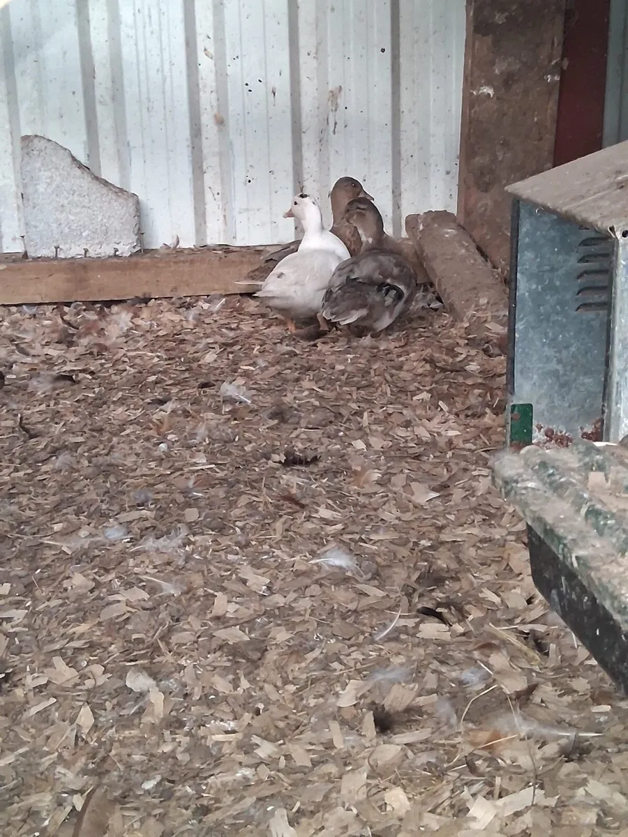 Call ducks - Image 3