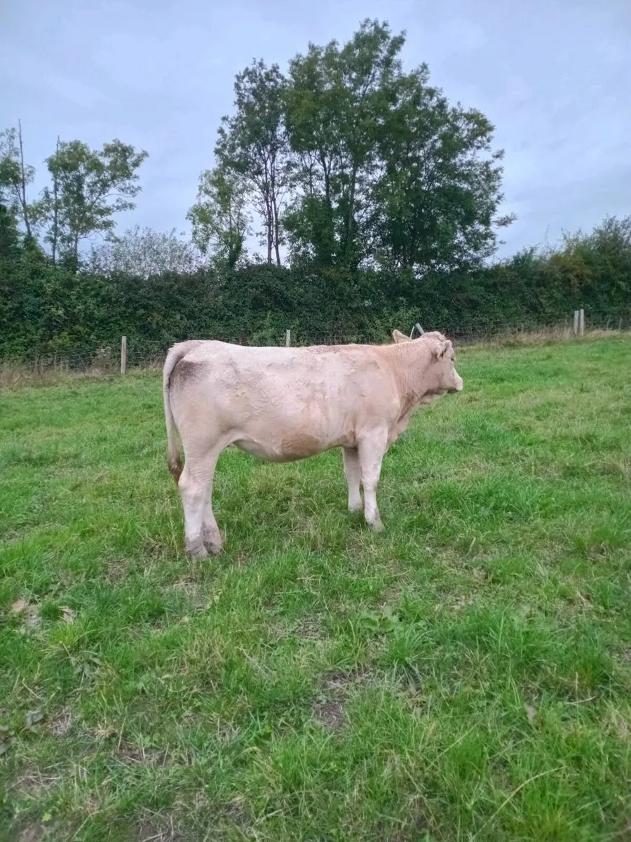 Organic Breeding heifers - Image 3