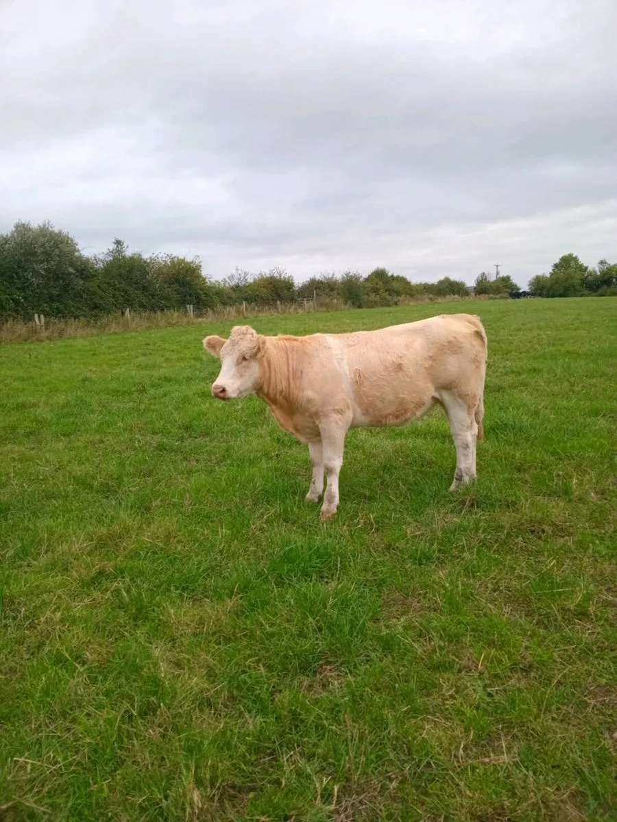Organic Breeding heifers - Image 4