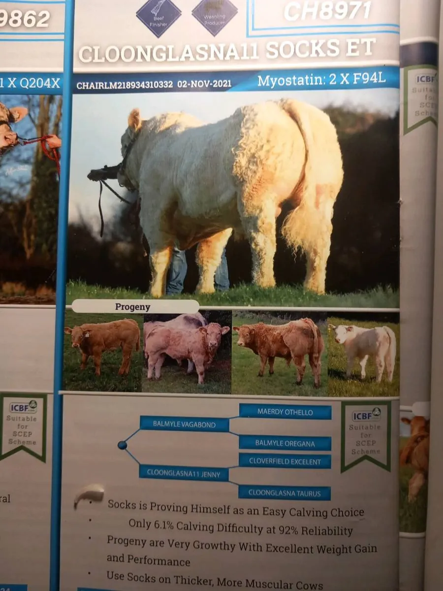 Pedigree charolai heifers - Image 3