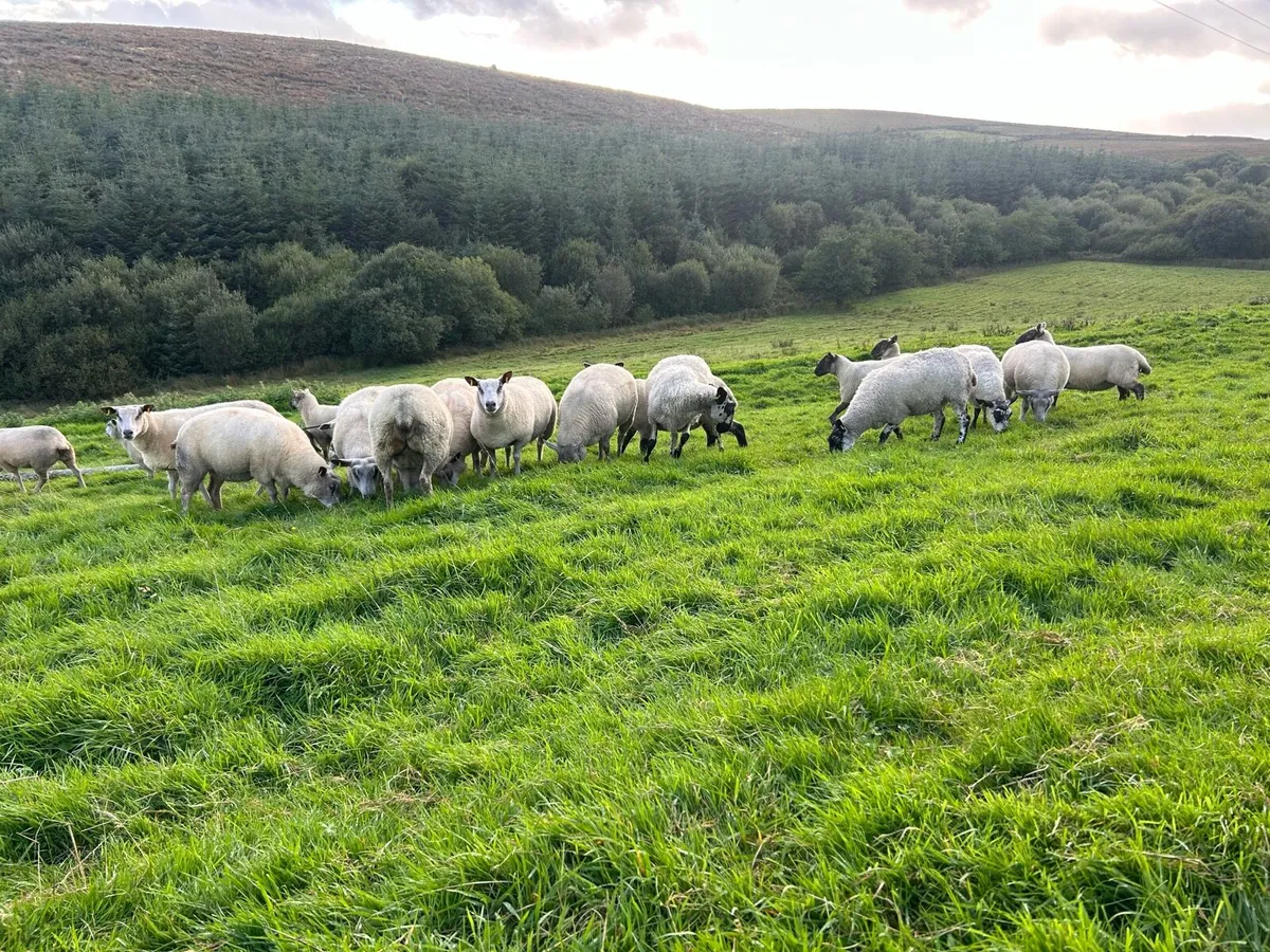 Hoggets - Image 1