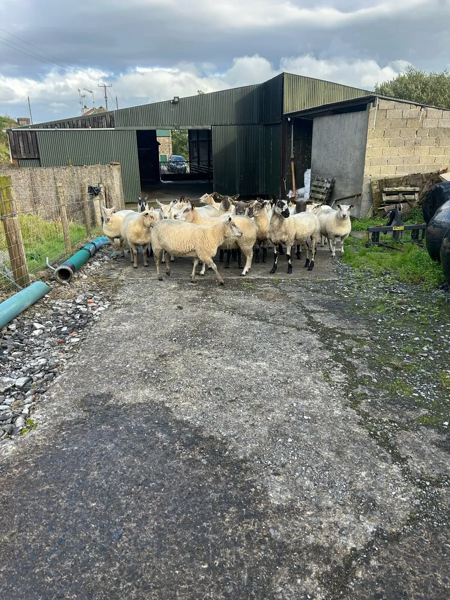 Hoggets - Image 2