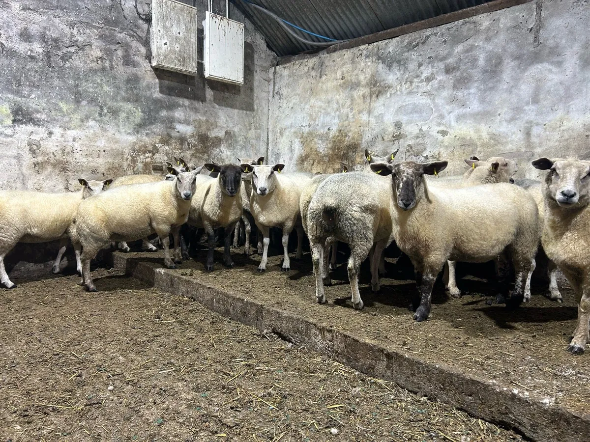 Hoggets - Image 3