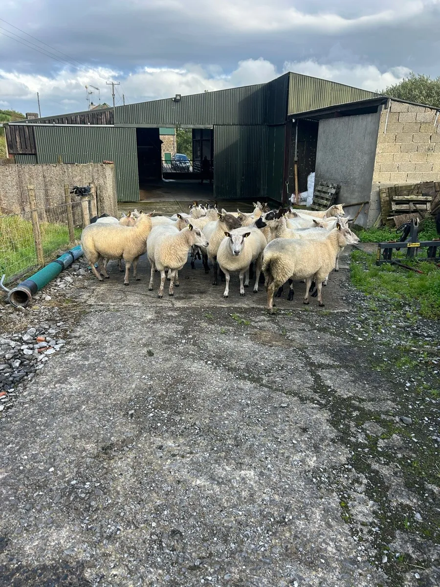 Hoggets - Image 4