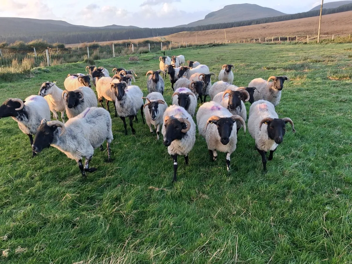Sheep - Image 2