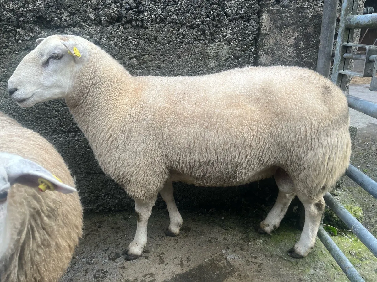PBR Belclare Hogget rams and ram lambs - Image 2