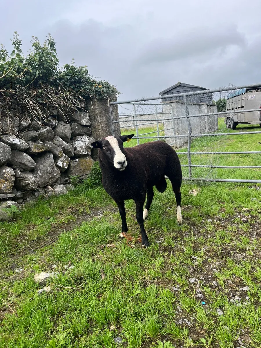 🔹Zwarble ram🔹 - Image 2