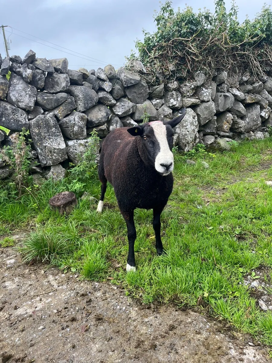 🔹Zwarble ram🔹 - Image 1