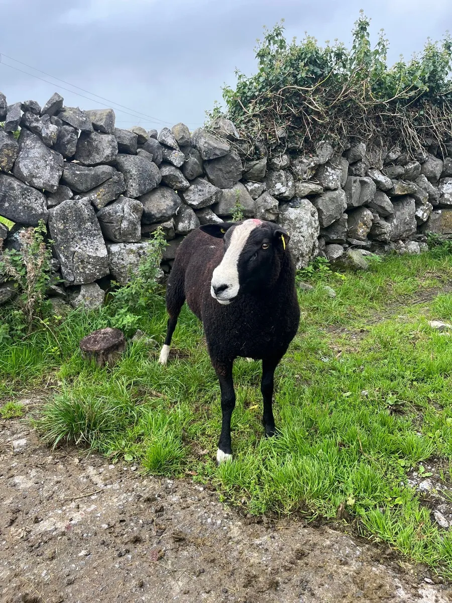 🔹Zwarble ram🔹 - Image 3
