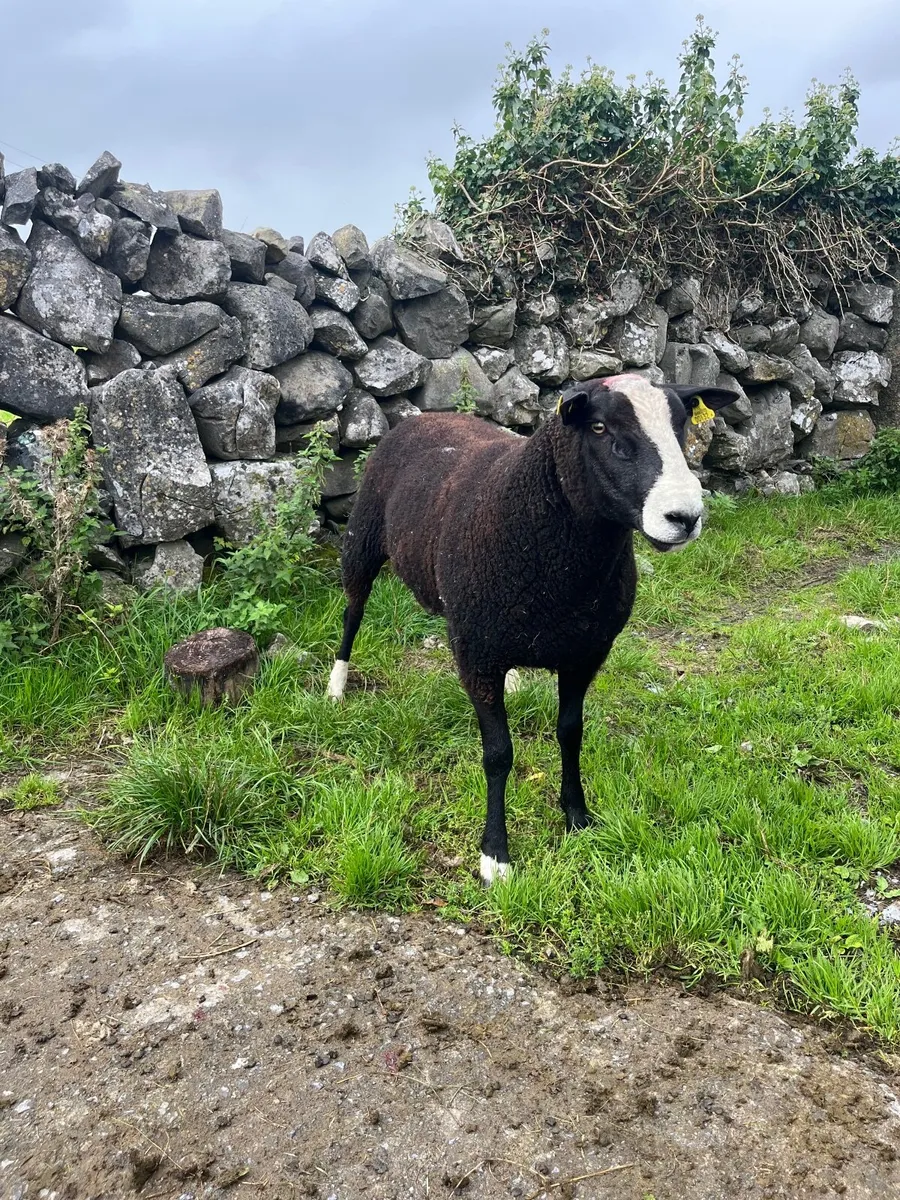 🔹Zwarble ram🔹 - Image 4