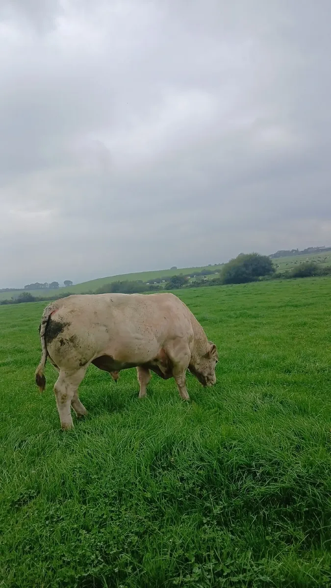 Bull - Image 1