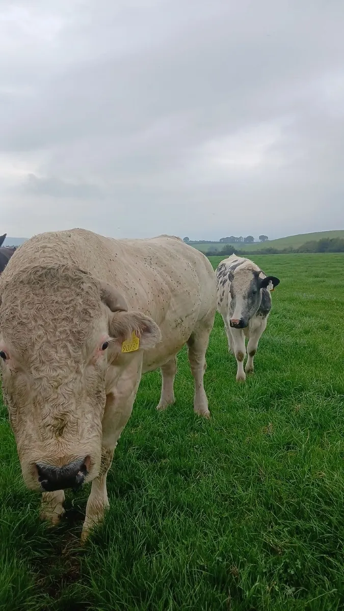 Bull - Image 3