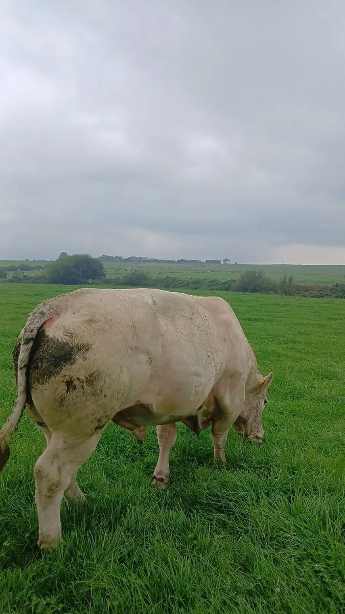 Bull - Image 2