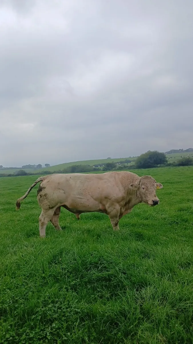 Bull - Image 4