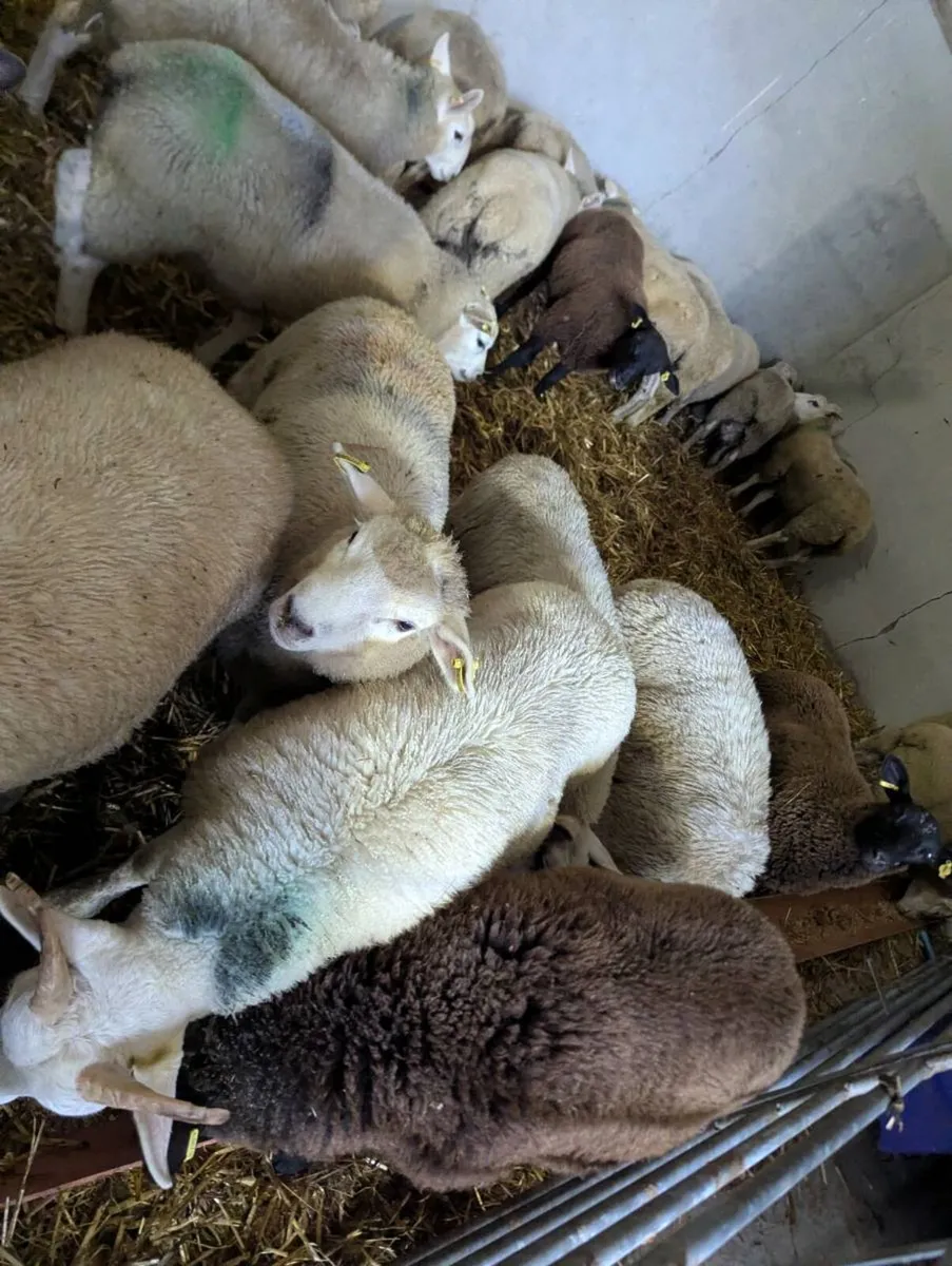 Lambs - Image 3
