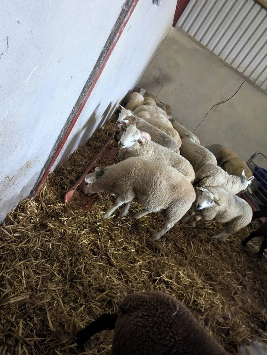 Lambs - Image 4